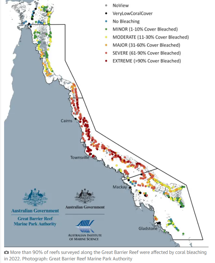 ‘Devastating’: 91% of reefs surveyed on Great Barrier Reef affected by coral bleaching in 2022
