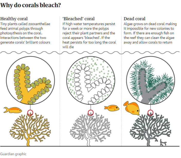 ‘Devastating’: 91% of reefs surveyed on Great Barrier Reef affected by coral bleaching in 2022