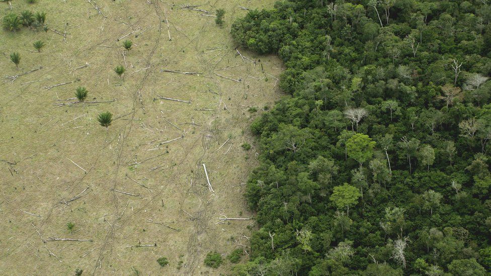 The more trees cut down, the less the forest can soak up emissions
