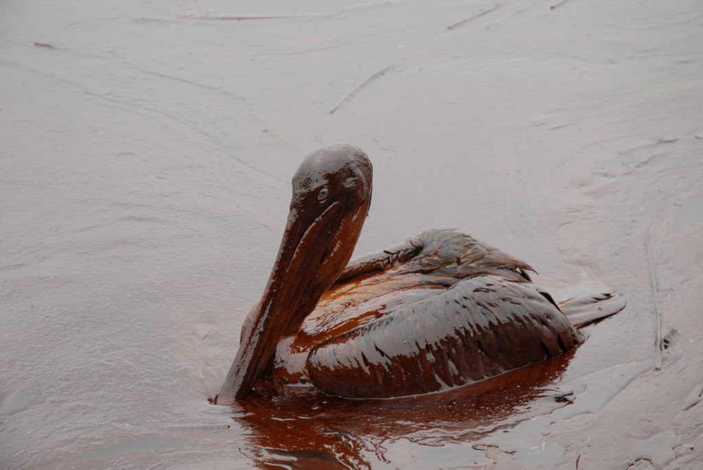 oiled pelicans