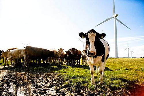 cows wind