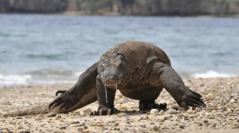 Komodo dragon ‘at risk of extinction’ as rising sea levels destroy
